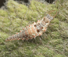 Neuroptera