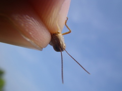 Ramburiella hispanica