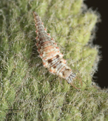 Neuroptera