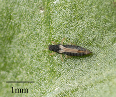 Heliothrips haemorrhoidalis