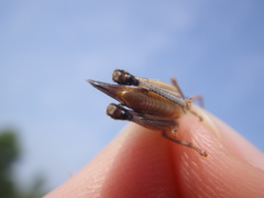 Ramburiella hispanica