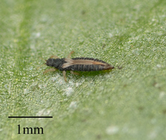 Heliothrips haemorrhoidalis
