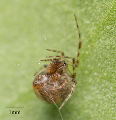 Araneae