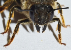 Megachile pyrenaica