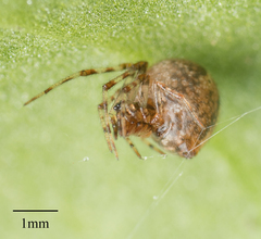 Araneae