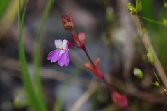 Collinsia violacea