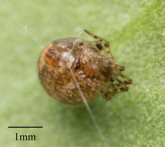 Araneae