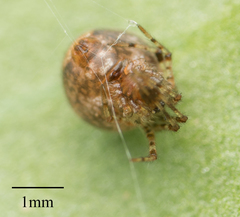 Araneae