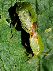Palomena viridissima