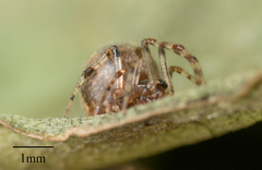 Araneae