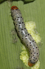 Neuranethes spodopterodes