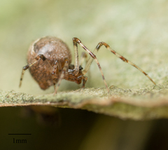 Araneae