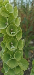 Moluccella laevis