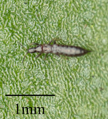 Thysanoptera