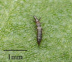 Thysanoptera