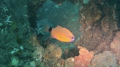 Ostorhinchus fleurieu