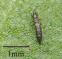 Thysanoptera