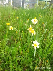 Narcissus × incomparabilis
