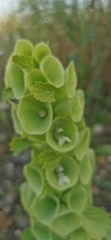 Moluccella laevis
