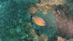 Ostorhinchus fleurieu