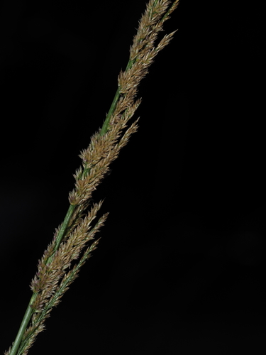 Sporobolus fertilis