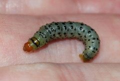 Neuranethes spodopterodes