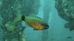 Ostorhinchus fleurieu