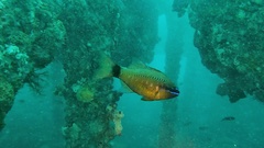 Ostorhinchus fleurieu