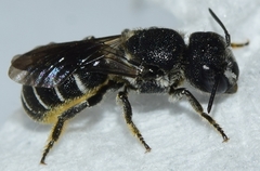 Heriades crenulata
