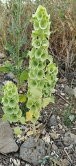 Moluccella laevis