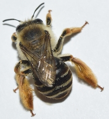 Eucera notata