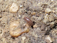 Chaetophiloscia sicula