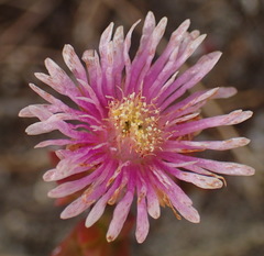 Ruschia virgata