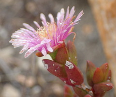 Ruschia virgata