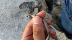 Salvadora intermedia