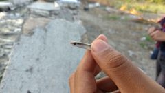 Salvadora intermedia