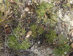 Nanobubon capillaceum