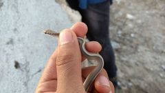 Salvadora intermedia