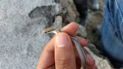 Salvadora intermedia