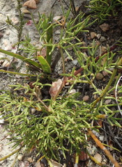 Nanobubon capillaceum