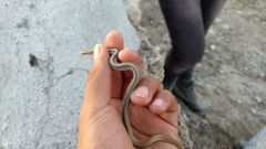 Salvadora intermedia