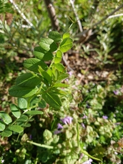 Vicia sepium