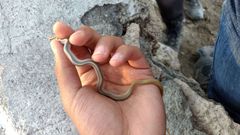 Salvadora intermedia