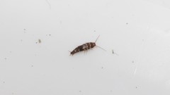 Lepisma