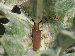 Agapanthia annularis