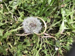 Taraxacum officinale