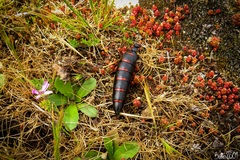 Berberomeloe comunero