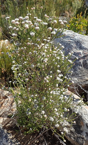 Image of Metalasia pulcherrima by (c) Nicola van Berkel, some rights reserved (CC BY-SA)