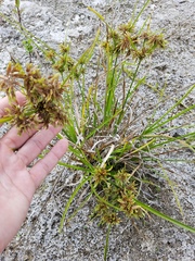 Cyperus ochraceus
