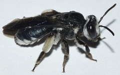 Andrena asperrima